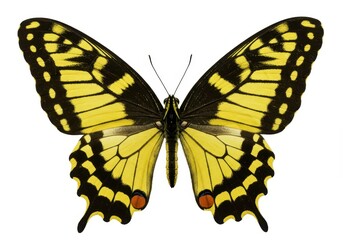 Fototapeta premium A majestic yellow and black butterfly with its wings fully spread isolated on white background