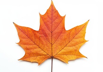 Fototapeta premium A dried red maple leaf with intricate veins and a natural gradient of autumn colors symbolizing seasonal beauty isolated on a white background