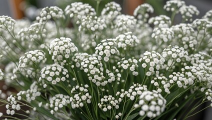 Delicate white baby's breath flowers in airy clusters