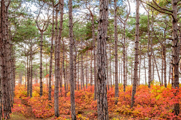 pine trees in the coniferous forest in autumn