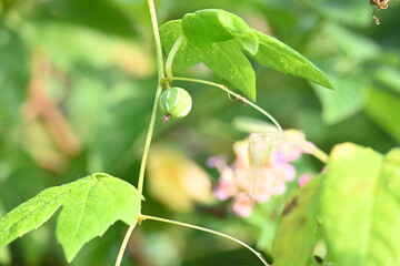 Diplocyclos fruits. Its other names Neoachmandra japonica,Trichosanthes cucumeroides, Neoachmandra, Bryonia and Zehneria. It is a vine plant fruits. 
