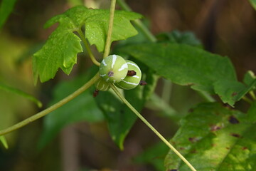 Diplocyclos fruits. Its other names Neoachmandra japonica,Trichosanthes cucumeroides, Neoachmandra, Bryonia and Zehneria. It is a vine plant fruits. 