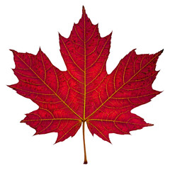 Crimson Maple Leaf isolated on transparent background