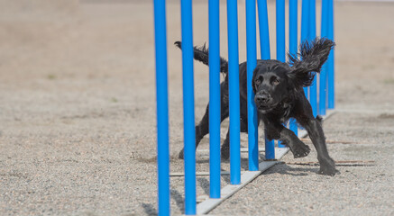 Flat-Coated Retriever doing slalom on a dog agility course