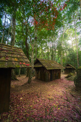 red Maple leaf on the green moss of Old hut wooden political and military school at Phu hin Rong Kla National Park Nakhon Thai District in Phitsanulok, Thailand.