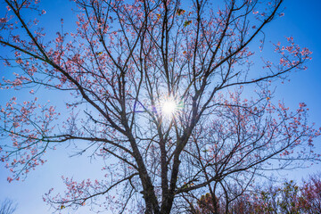 Obraz premium Cherry flower with a pink sakura Prunus cerasoides or Wild Himalayan Cherry,Giant tiger flower and blue sky in Phu Lom Lo ,Phetchabun, Thailand.