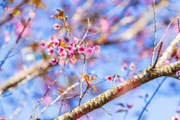 Cherry flower with a pink sakura Prunus cerasoides or Wild Himalayan Cherry,Giant tiger flower and blue sky in Phu Lom Lo ,Phetchabun, Thailand.