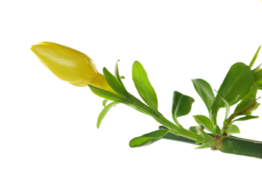 Allamanda yellow bud with green leaves, isolated on white background

