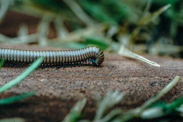 Stunning macro photograph capturing the intricate details of a millipede with striking blue legs and metallic silvery segments, crawling across sandy terrain. Natural history, wildlife and educational
