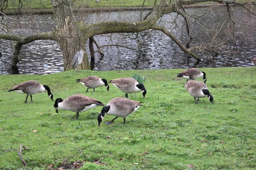 geese