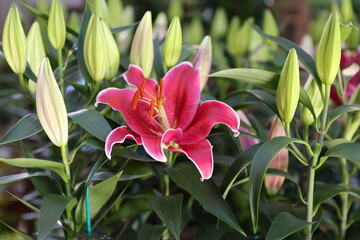 Stargazer lilies 