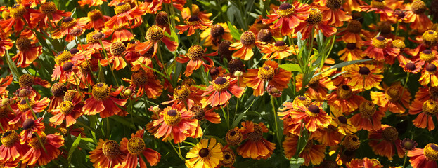 Blanket flower helenium autumnale cultivar showing its beautiful orange and yellow petals in summer garden