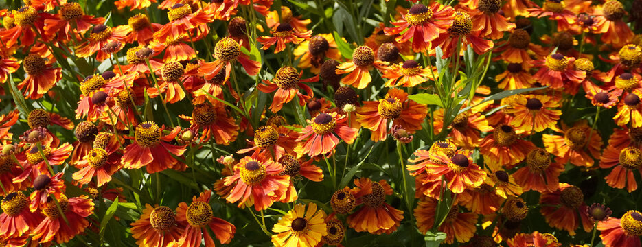 Blanket flower helenium autumnale cultivar showing its beautiful orange and yellow petals in summer garden