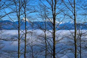 Temperate, deciduous beech (Fagus sylvatica) forest with mountains in the background in Gorenjska, Slovenia