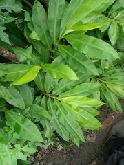 The great galangal plant or Chamaecostus cuspidatus, common name fiery costus or spiral flag, is a species of herbaceous plant in the Costaceae family.