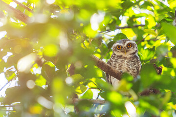 An owl beautiful bird perching on branch in the forest with green background in Thailand.