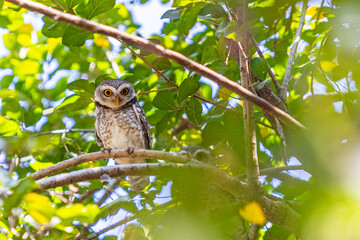 An owl beautiful bird perching on branch in the forest with green background in Thailand.