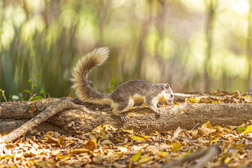 A gray squirrel sits on a branch on the ground in a park under the evening sunlight.