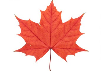 Naklejka premium A vibrant red maple leaf with visible veins and a natural texture isolated on a white background
