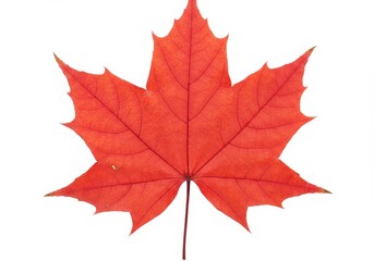 Fototapeta premium A vibrant red maple leaf with visible veins and a natural texture isolated on a white background
