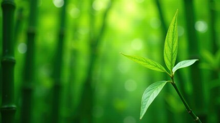 Fototapeta premium Vibrant Green Leaves Emerging Amidst a Lush Bamboo Forest, Symbolizing Nature's Renewal and Serenity