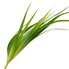 Grass Isolated on Transparent Background for Graphic Design and Nature Art  
