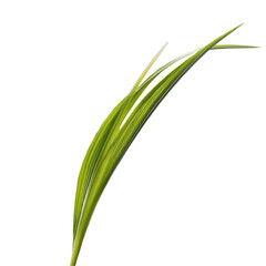 Fototapeta premium Grass Isolated on Transparent Background for Graphic Design and Nature Art 