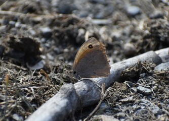 butterfly on the ground