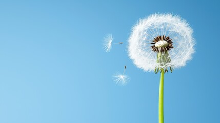 Dandelion Seeds, Blue Sky, Nature Background
