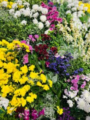 Obraz premium flowers in the garden