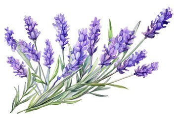 Fototapeta premium Lavender Branch in Watercolor: Ideal for Wedding and Valentine's Day Greetings with Provence Aroma and Herb Bunch