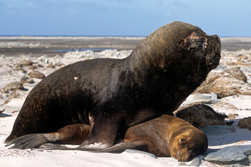 Lion de mer, femelle, m&acirc;le, Otaria flavescens, Iles Falkland, Malouines