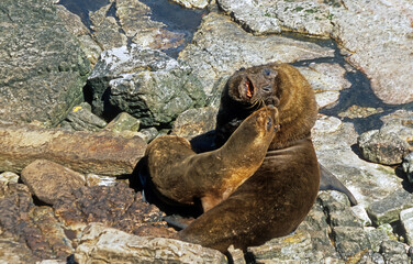 Lion de mer, femelle, mâle, Otaria flavescens, Iles Falkland, Malouines