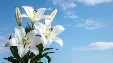 Fototapeta premium Elegant White Lilies Against Blue Sky