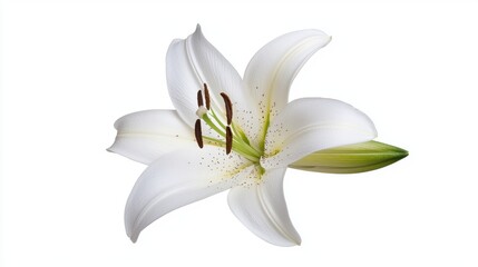 Obraz premium Elegant White Lily Flower Isolated on White Background