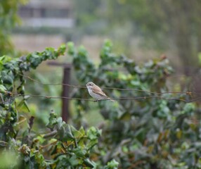 bird on a branch