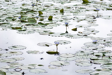 Colorful water lilies rise above the calm surface of the lake in Kodaikanal