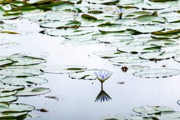 Colorful water lilies rise above the calm surface of the lake in Kodaikanal