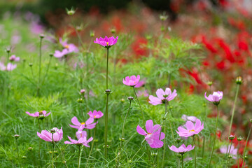 Vibrant cosmos bipinnatus flowers bloom in a lush garden during springtime