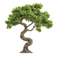 Twisted Tree with Lush Green Foliage