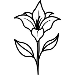 Canna flower line art illustration