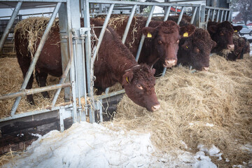 Lincoln red cows feeding on hay