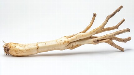 Fresh jicama root isolated on a white background.