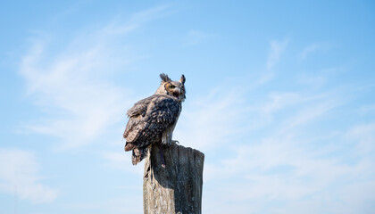 Great horned eagle owl, wildlife, raptor bird on a tree trunk, habitat, forest and meadow landscape