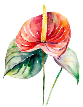 watercolor anthurium flower red, yellow, green clip art preview
