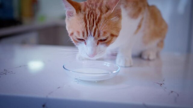 Hungry ginger cat greedily drinking milk from a bowl