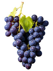 Fototapeta premium Bunch of purple grapes with green grape vine leaves