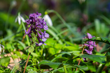 Corydalis blooms in spring in the wild in the forest