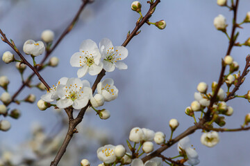 White plum blossom, beautiful white flowers of prunus tree in city garden, detailed macro close up plum branch. White plum flowers in bloom on branch, sweet smell with honey hints