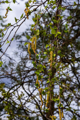 A birch branch with green leaves and earrings. Allergies due to spring blooms and pollen